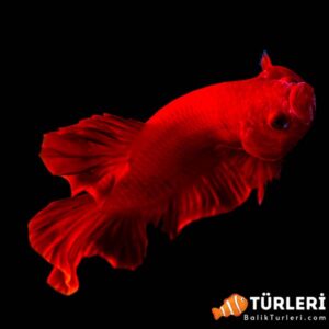 Kırmızı beta - Red betta fish