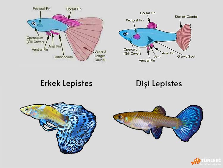 Lepistes cinsiyet ayrımı nasıl yapılır? Erkek ve dişi lepistes farkları