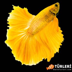 Sari beta - Yellow betta fish