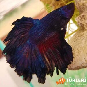 Siyah orkide beta - Black orchid betta fish