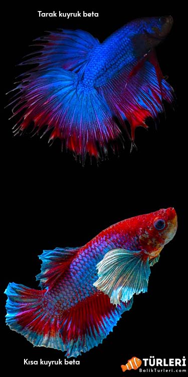 Tarak kuyruk ve Kisa kuyruk beta baligi-Combtail and Shorttail betta fish