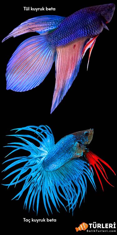 Tul kuyruk ve Tac kuyruk beta baligi-Veiltail and Crowntail betta fish