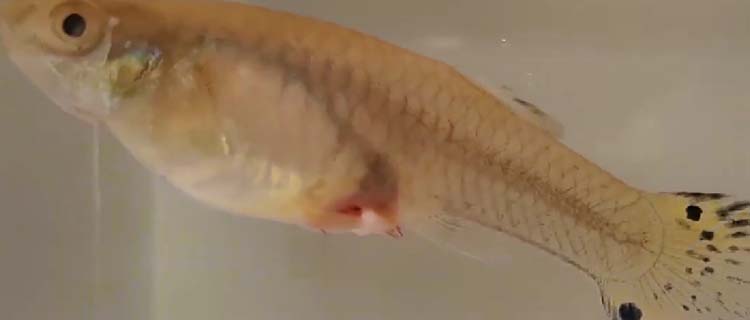 Balıklarda iç parazit neden olur - nasıl önlem alınır