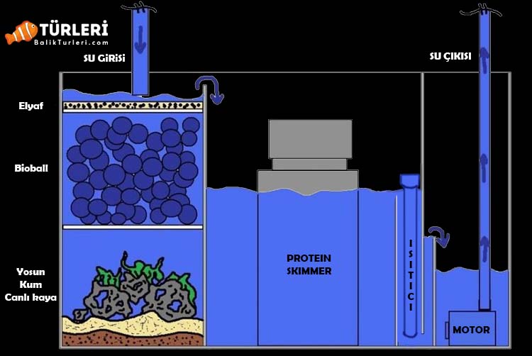 Deniz akvaryumları için sump nasıl olmalı? Sump kurulumu