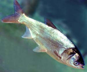 Gümüş sazan balığı özellikleri