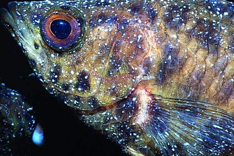 Akvaryum balıklarında Kadife hastalığı (Oodinium) Belirtileri