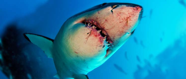 Büyük beyaz köpek balığı özellikleri - Katil köpek balığı saldırısı