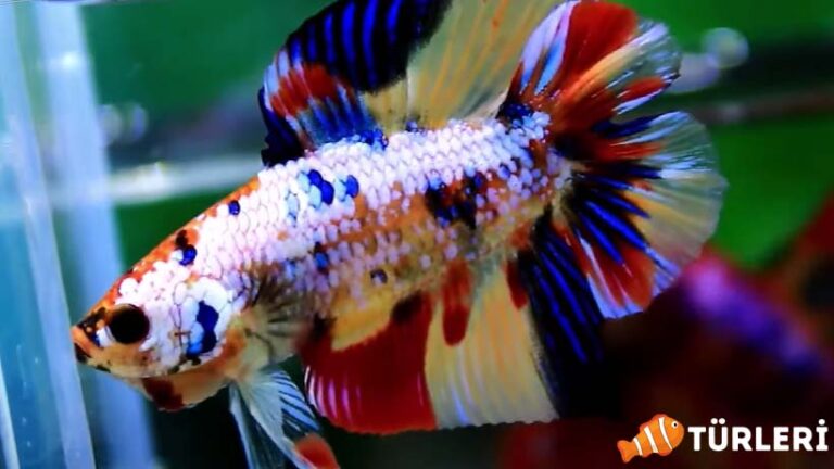 short tail betta fish: Care, Breeding and More 2023