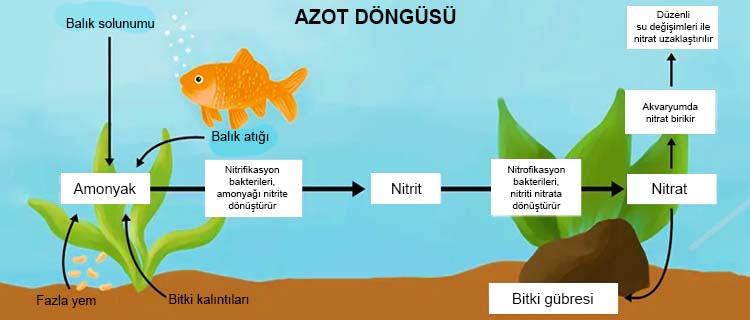 Akvaryumlarda azot döngüsü nasıl oluşur?