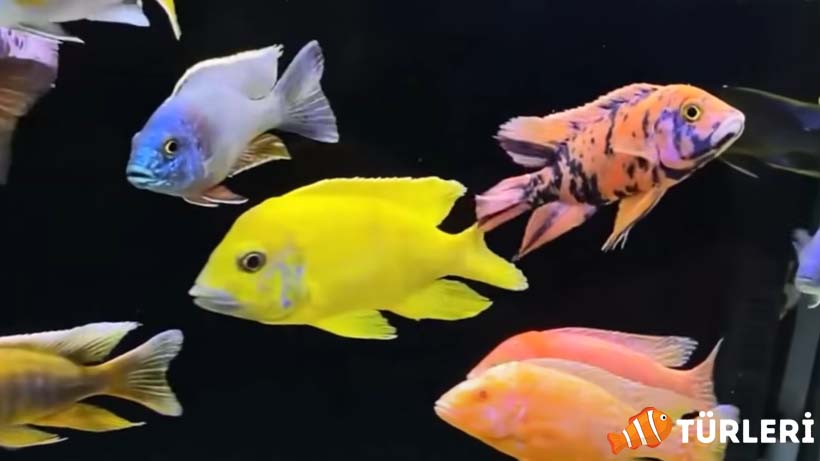 Türkiye'de en popüler olan ciklet balığı türleri, besleme ve özellikleri