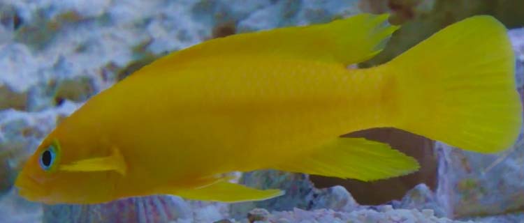 Limon ciklet balığı özellikleri, cinsiyet ayrımı ve üreme