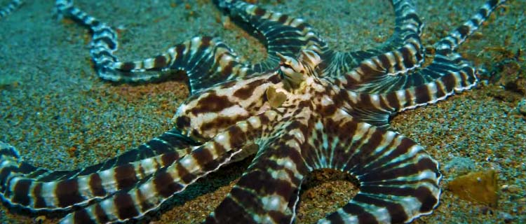 Mimik ahtapot mimic octopus - Mimic Octopus – 2023 – Astonishing Observers with its Imitation Ability