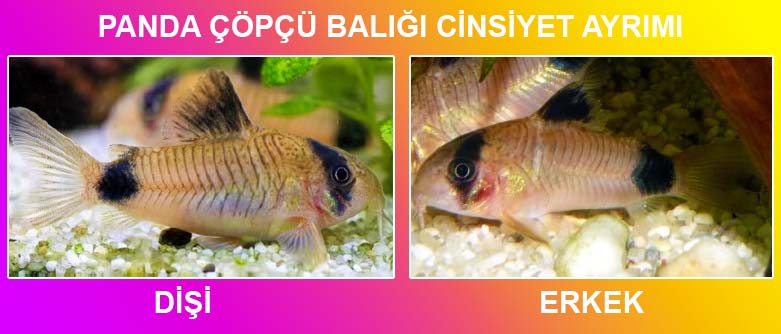 Panda çöpçü balığı cinsiyet ayrımı ve üreme