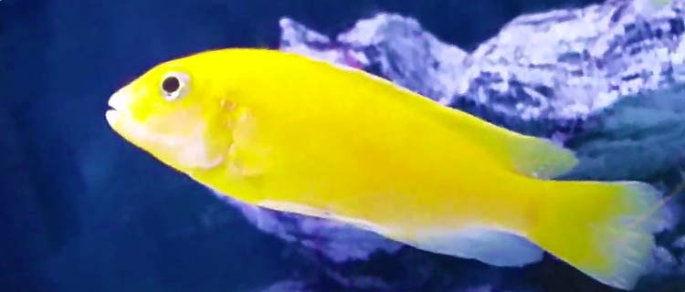 Sarı prenses balığı bakımı - Sarı prenses ciklet balığı cinsiyet ayrımı