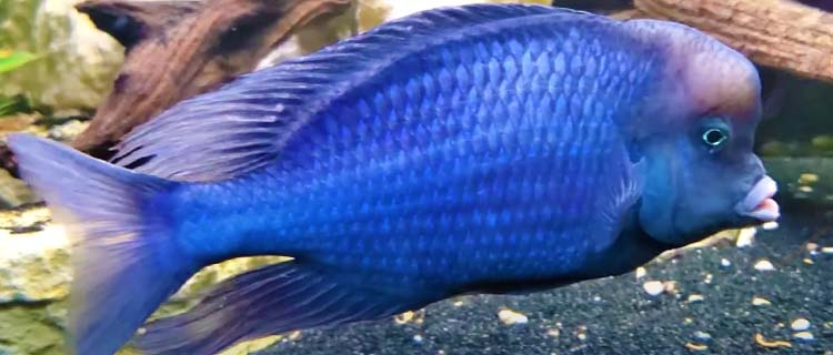 Yunus ciklet balığı özellikleri, cinsiyet ayrımı ve bakımı
