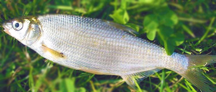 Egrez baligi ozellikleri Vimba vimba - Zobelfisch