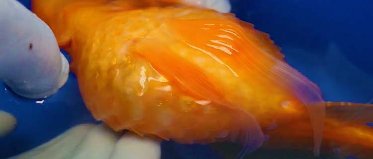 Japon balığının karnında şişlik - Böbrek hastalığı