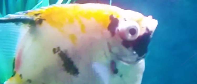 Japon balığı göz şişmesi - Goz firlamasi hastaligi