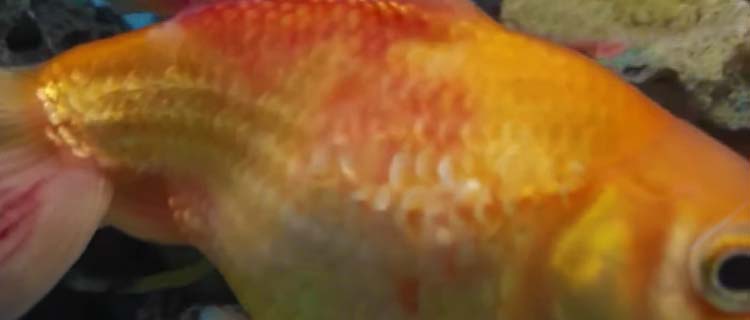 Japon balığının kuyruk ve vücudunda kırmızı çizgiler