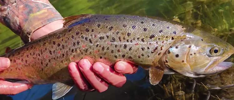 Kirmizi benekli alabalik av yasagi ve ureme donemleri - Mediterranean Trout