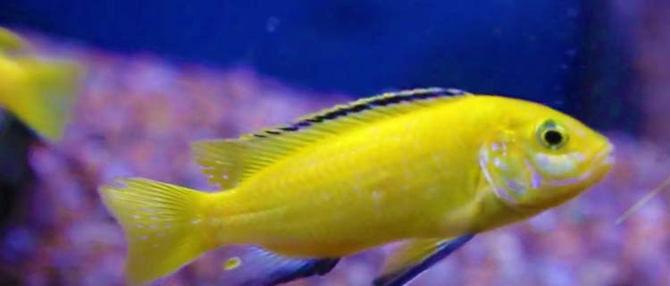 Electric yellow outlet cichlid care