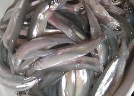 Akdeniz lokum baligi tarifi gumus baligi faydalari - Kleiner Ährenfisch