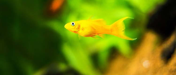 Altın sarı renkli küçük moli balığı