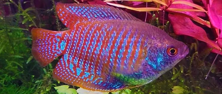 Cüce gurami balığı - Canlı renkli ve küçük boyutlarda akvaryum balığı