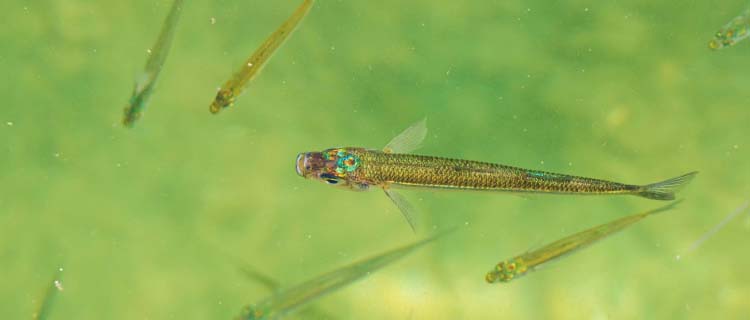 Gumus baligi Lokum baligi yasam alani - Kleiner Ährenfisch