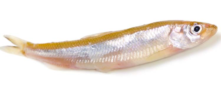 Gumus baligi ozellikleri - Kleiner Ährenfisch