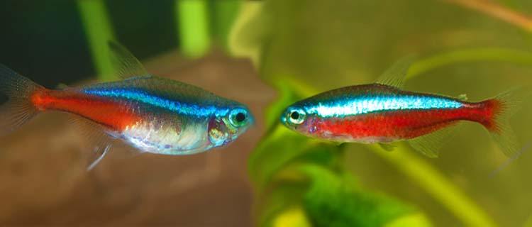 Renkli ve küçük balık türleri - Kardinal tetra ve Neon tetra