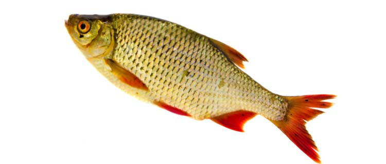 Kızılkanat balığı özellikleri ve dış görünüşü