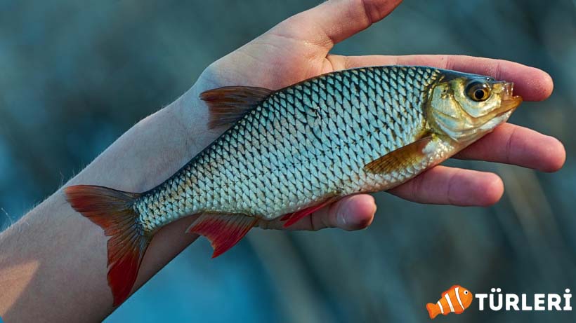 Kizilkanat baligi nedir ozellikleri avlanma faydalari ureme 1 - Rudd Fish: All Features, Benefits, and Fishing 2023