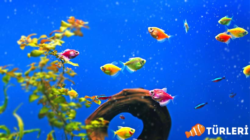 Renkli ve kucuk akvaryum baliklari resimli listesi - Most Colorful and Small Aquarium Fish