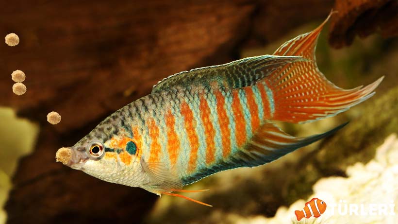 Soguk suda yasayan en dayanikli akvaryum baliklari 1 - Cold Water Living 8 Aquarium Fish