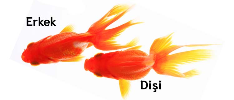 Telescope Goldfish Care Guide: Characteristics, Care, and Breeding