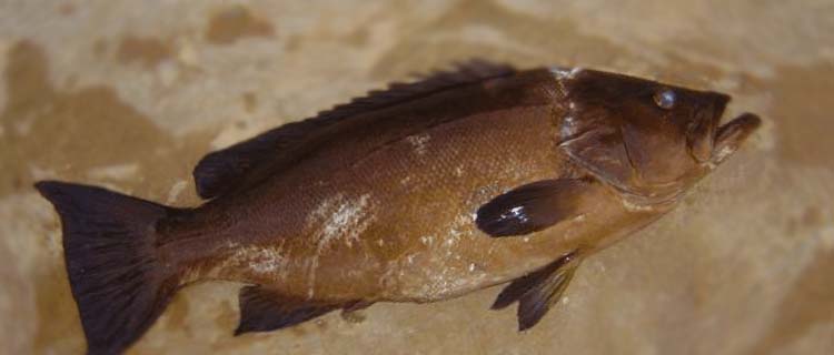 Zuber baligi avlama zuber baligi yenir mi - Mottled grouper