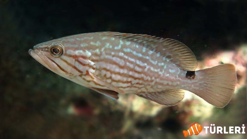 Zuber baligi tas hanisi seytan izbir Mycteroperca rubra 1 - what is the Mottled grouper? all features
