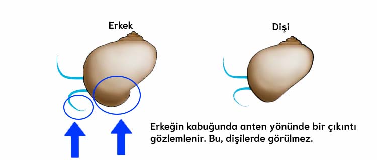 Elma salyangozu cinsiye ayrımı