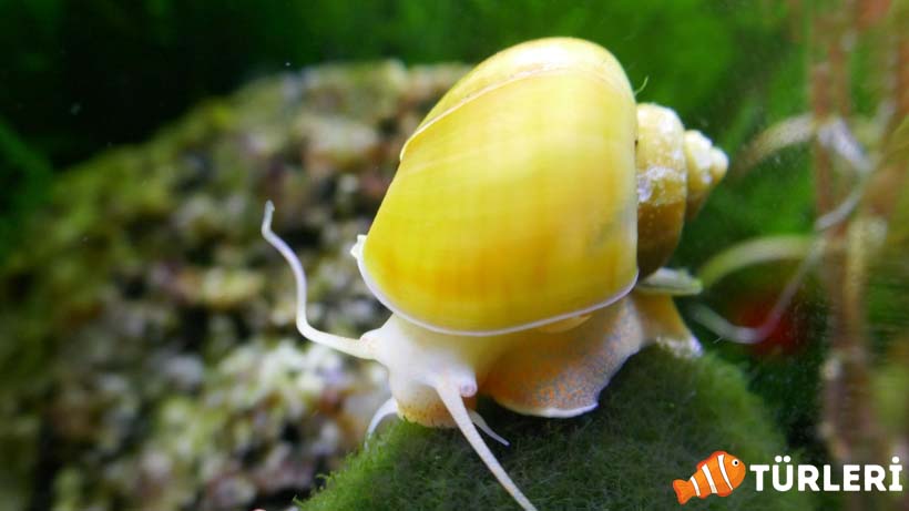 elma salyangozu hakkinda her sey nedir nasil bakilir 1 - Mystery Snail (Apple snail) Guide