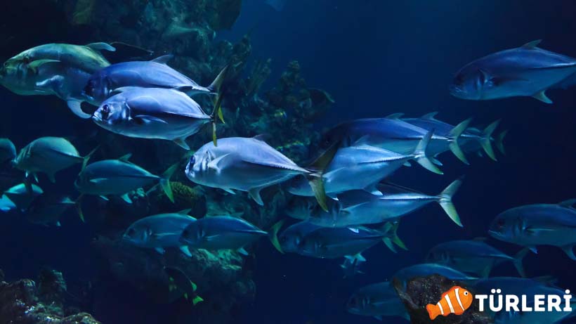 Ege baliklari neledir Ege denizi balik turleri listesi 1 - List of Aegean Fish: 38 Different Fish Species