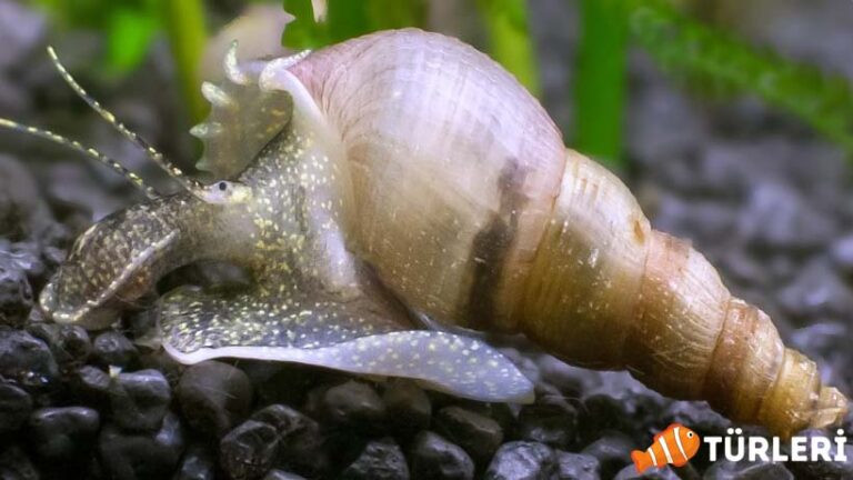 What ıs a trumpet snail? ıs ıt harmful?