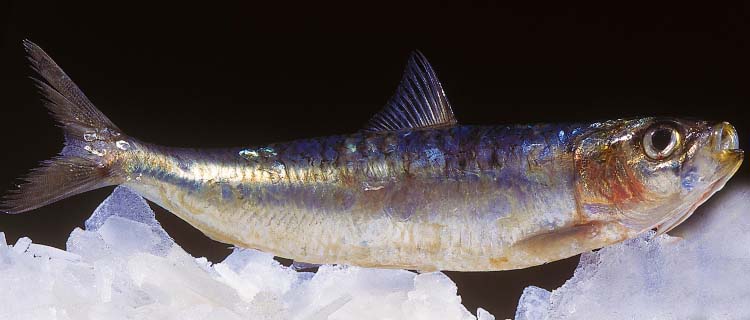 Sardalya balığı