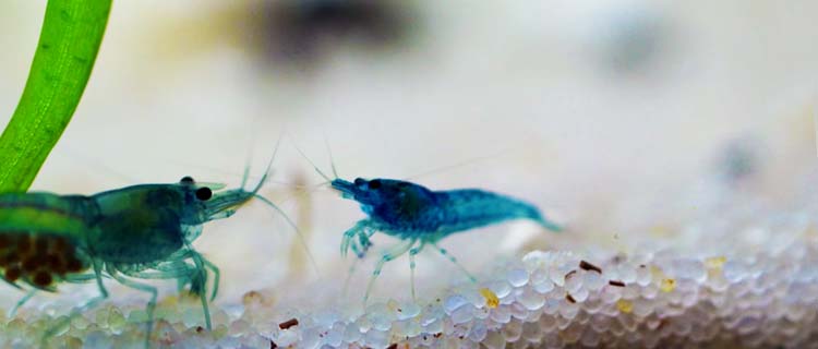 Karides türü, Mavi melek karides (Blue dream shrimp)