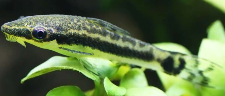 Otocinclus affinis dış görünüş