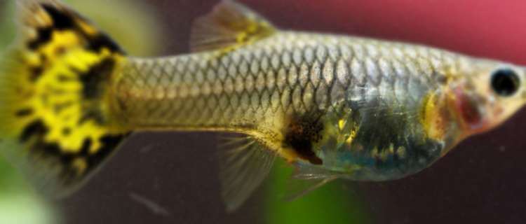 Balıklar nasıl doğum yapar? Hamile lepistes balığı