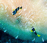 Amphiprion sebae - Palyaço balığı çeşitleri