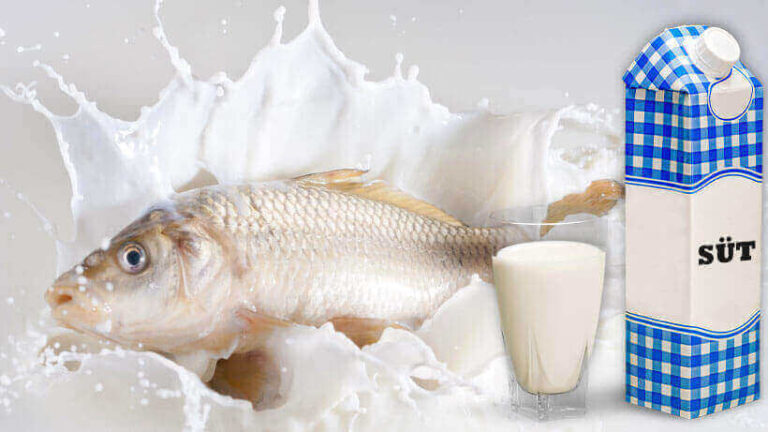Should You Drink Milk After Eating Fish?