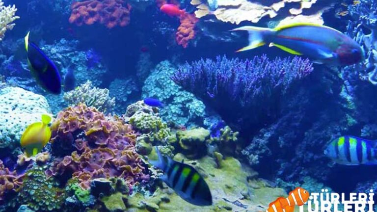 Aquarium Fish Diseases: 9 Common Diseases and Their Treatments – 2023