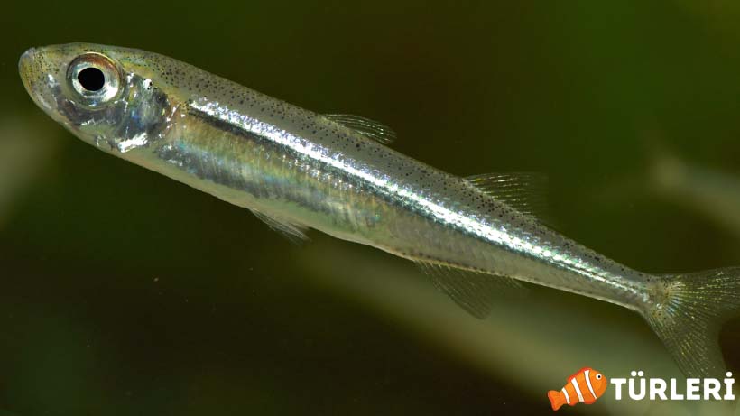 Gumus baligi Lokum baligi ozellikleri tarifi faydalari avlama - Kleiner Ährenfisch